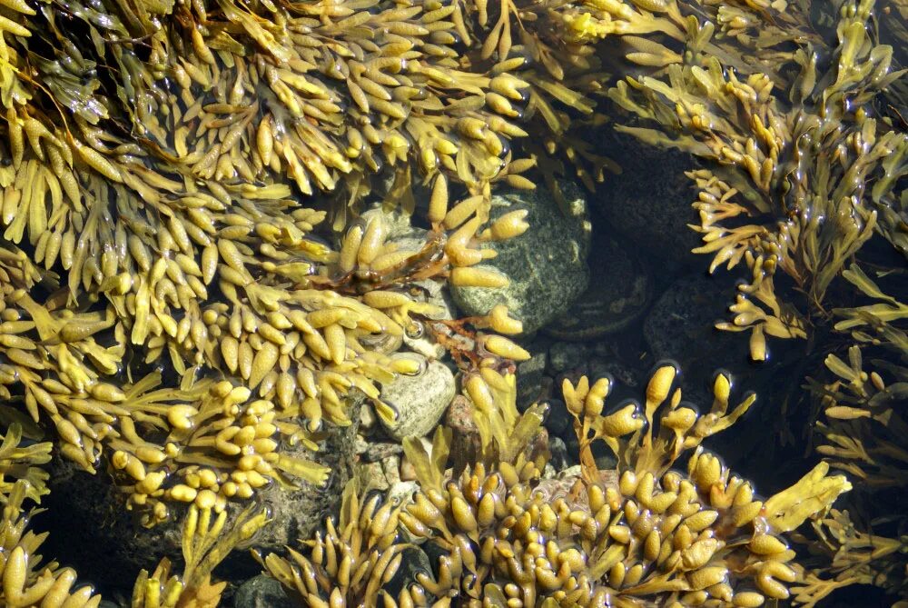 Фукус группа. Водоросли фукус. Бурые водоросли Fucus evanescens. Фукус морской дуб.