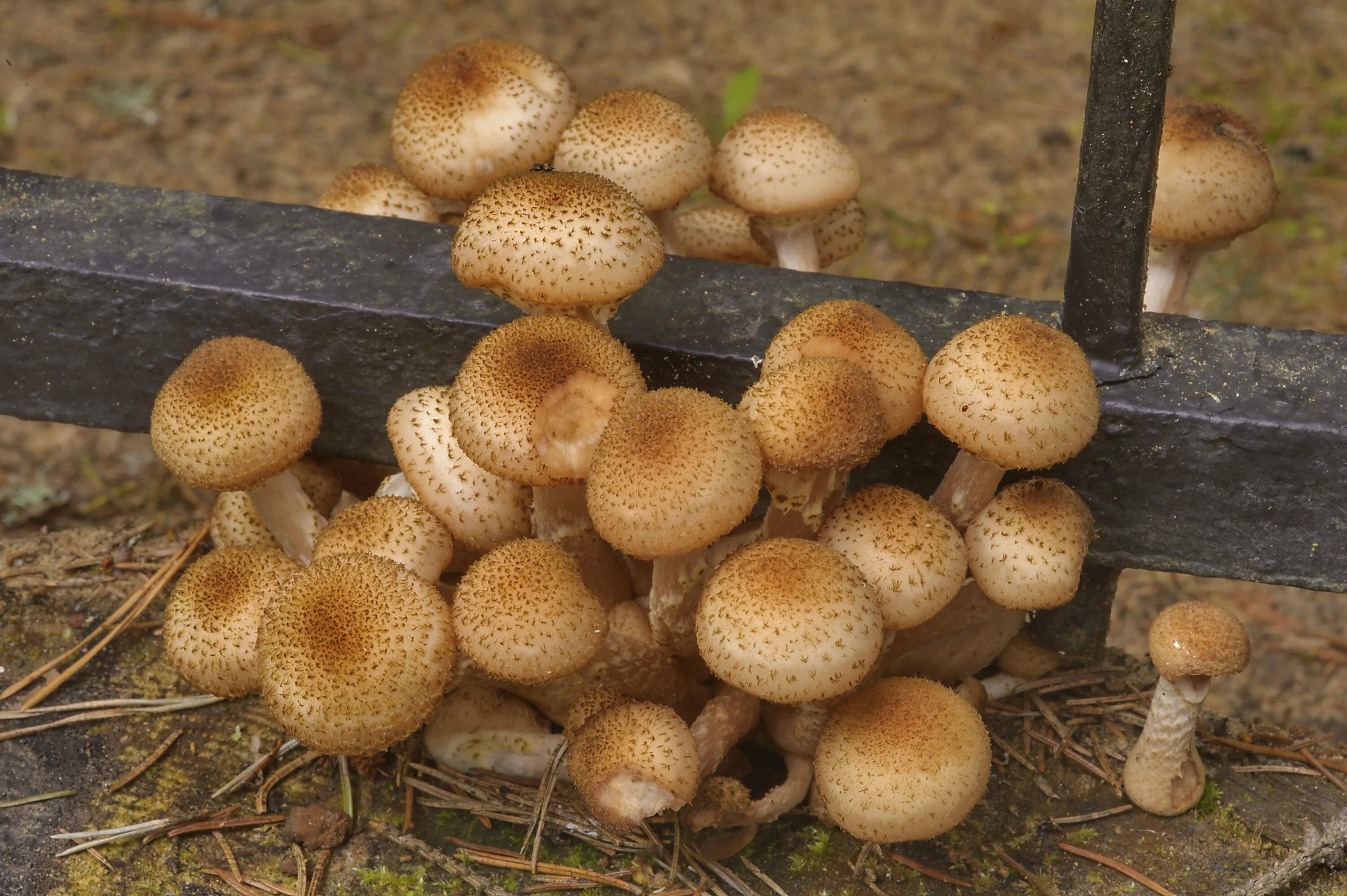 Файл:Armillaria mellea lt.jpg - Википедия