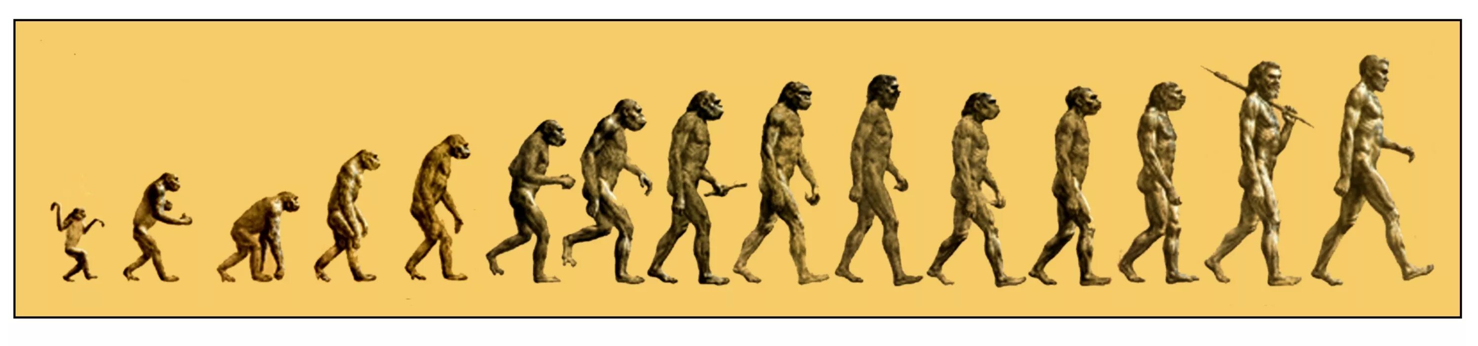 Австралопитек неандерталец хомо сапиенс. Этапы эволюции человека,хомо сапиенс. Австралопитек Эволюция. Этапы эволюции хомо сапиенс.