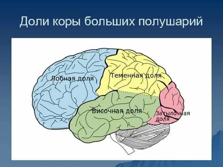 Передние лобные доли мозга. Доли коры больших полушарий мозга.