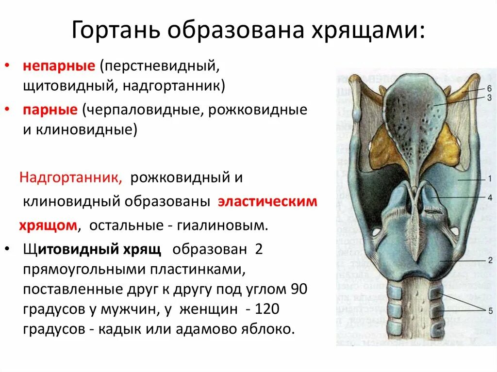 Гортань у птиц. Дыхательная система анатомия гортань. Гортань анатомия функции. Строение гортани.