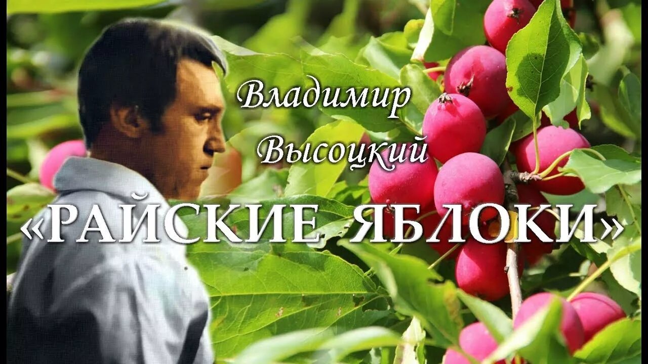 Слушать высоцкого райские яблоки хорошем. Стих высоцкого райские яблоки. Райские яблоки стих. Слушать высоцкого райские яблоки хорошем. Слушать высоцкого райские яблоки хорошем.