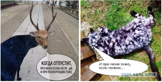 Ни особо