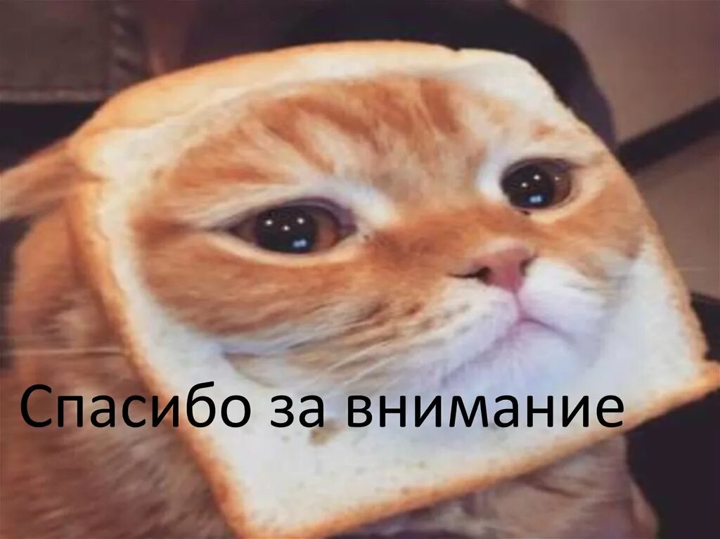 Поставьте пятерку пожалуйста. Спасибо за внимание поставьте 5 пожалуйста. Спасибо за внимание поставьте 5. Спасибо за внимание рикар милас. Конец поставьте 5 пожалуйста.