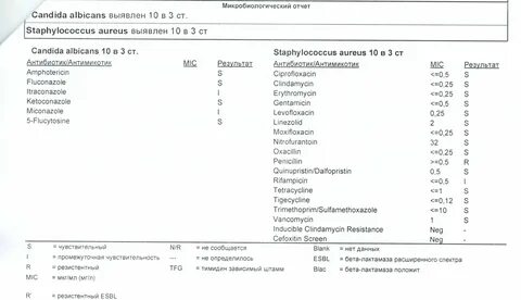 Анализ candida albicans
