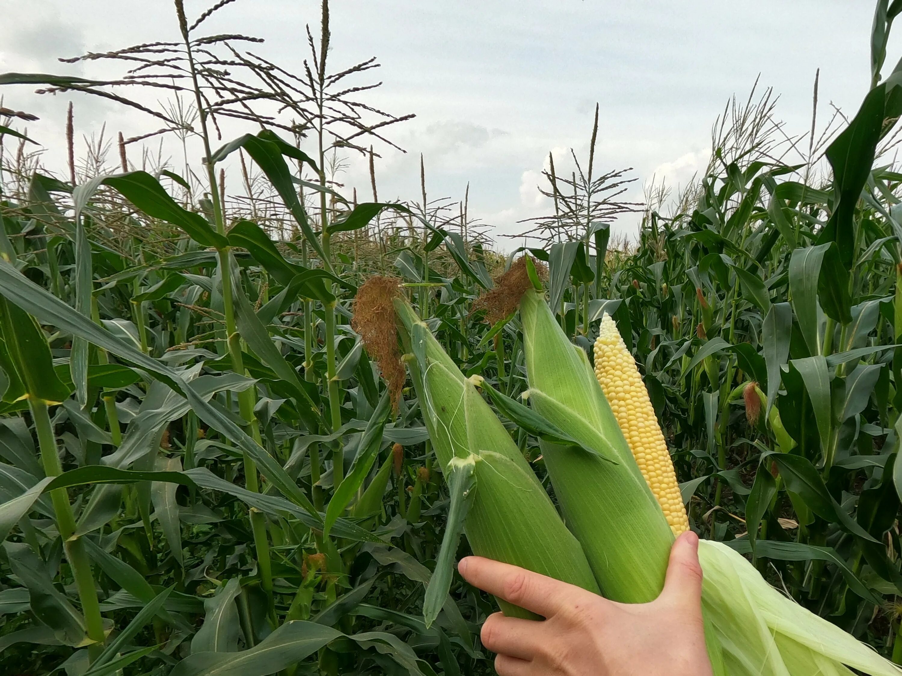 Большая кукурузина. Кукурузные початки Вавилов. Кукуруза сахарный початок. Поле кукурузы. Поле кукурузы с початками.