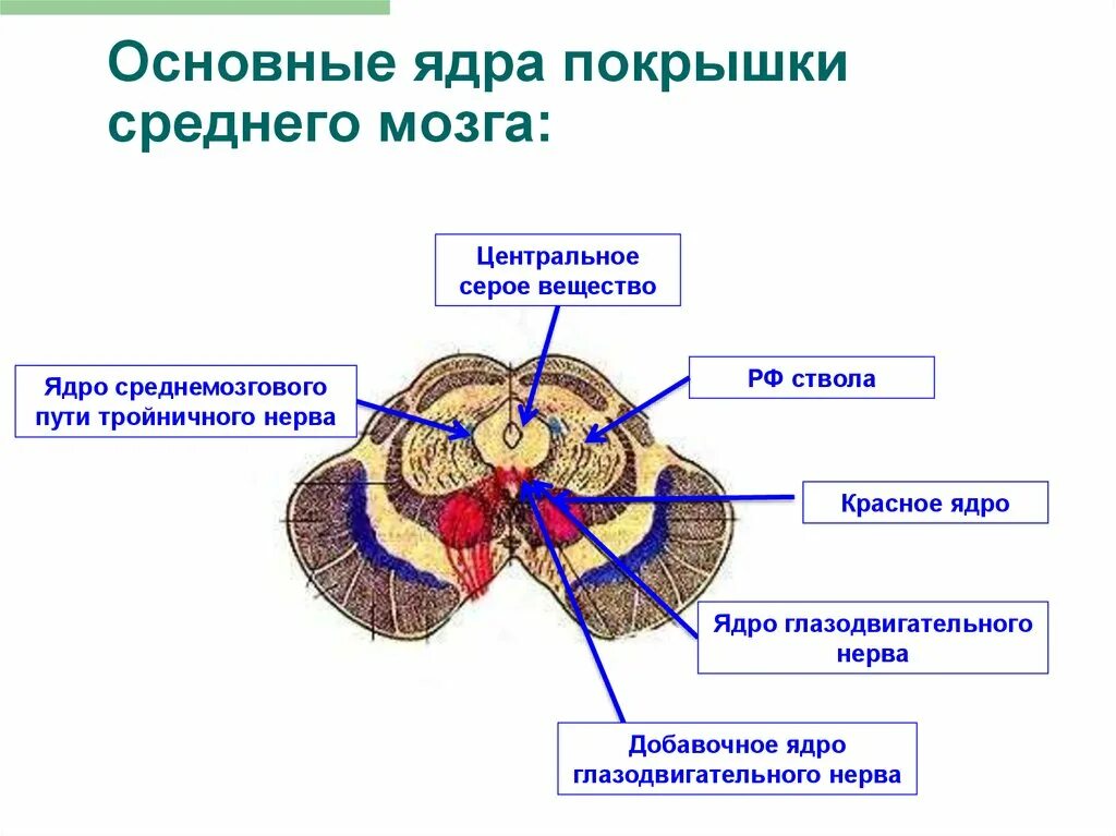 Зоны среднего мозга. Ядра располагающиеся в Центральном сером веществе среднего мозга. Ядра серого вещества покрышки среднего мозга. Ядра четверохолмия среднего мозга. Структура головного мозг средний мозг.