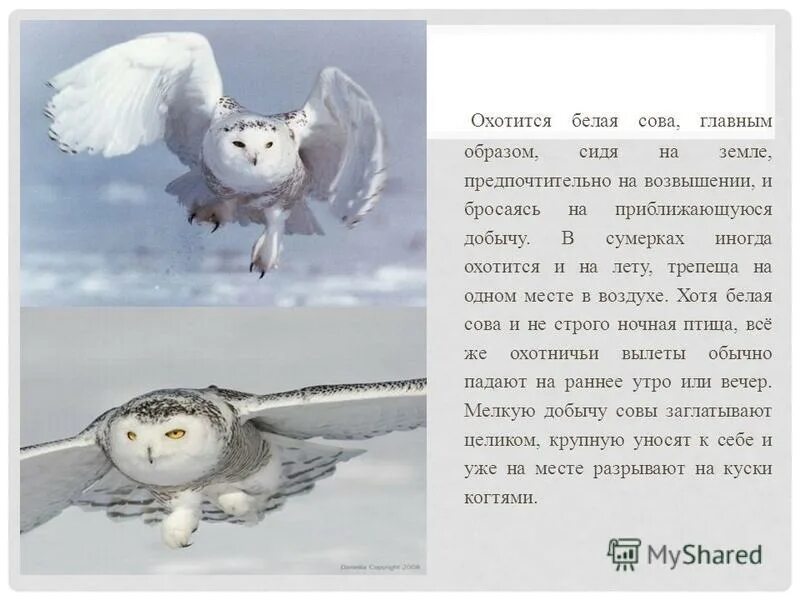 сова белая полярная сообщение. характеристика белого филина. характеристика белого филина. белая сова красная книга россии. полярная сова доклад.