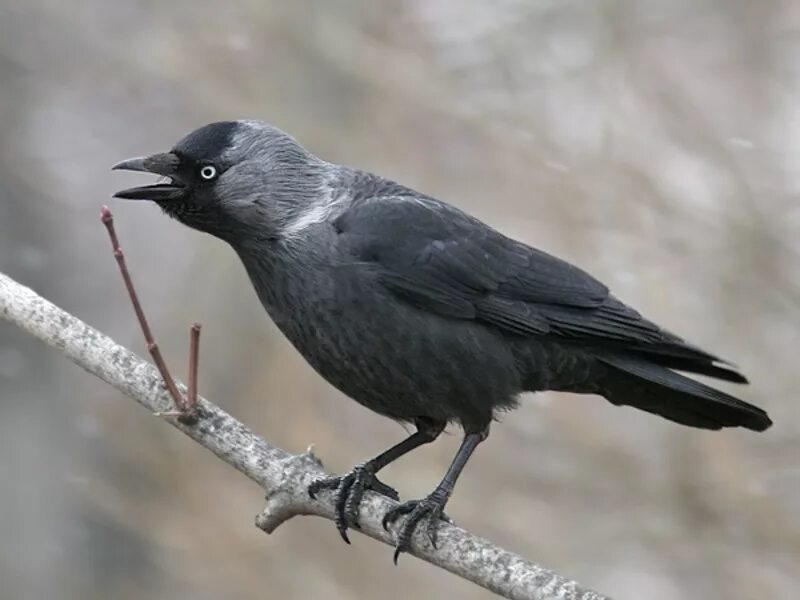 Темно серая птица. Галка (Corvus monedula). Галка черная птица. Дрозд Галка птица. Серая Галка птица.