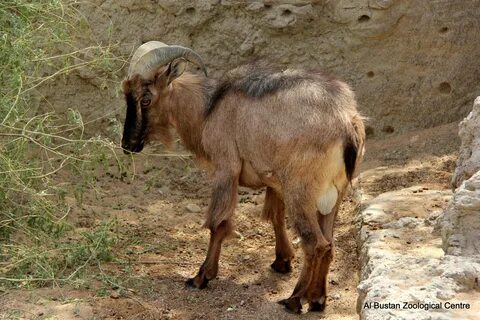 Гималайский козел 3 буквы