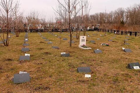 Кладбище грачи