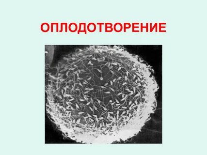 5 1 1 оплодотворение