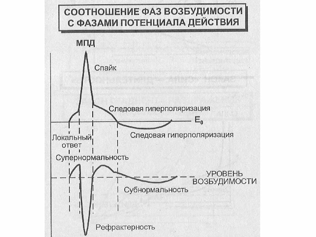 Соотношение фаз возбудимости с фазами потенциала действия. Соотношение фаз возбудимости с фазами Пд. Фазы потенциала действия и фазы возбудимости. Фазы изменения возбудимости физиология.