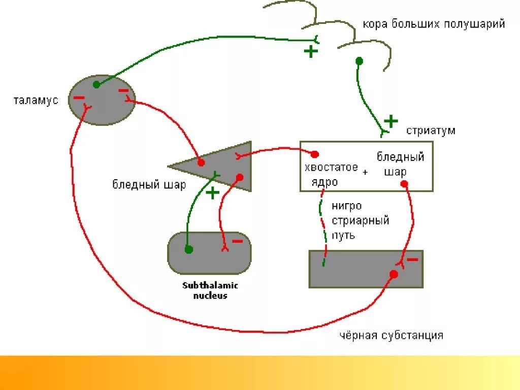 Прямой и непрямой путь. Схема стриопаллидарной системы физиология. функциональные связи стриопаллидарной системы. нигро стриопаллидарная система. стриопаллидарная система непрямой путь.