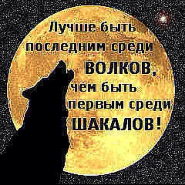 Лучше быть последним среди волков. Лучше быть волком среди шакалов. Лучше быть последним среди волков. Лучше быть первым среди волков. Лучше быть последним среди волков чем первым среди шакалов цитаты.