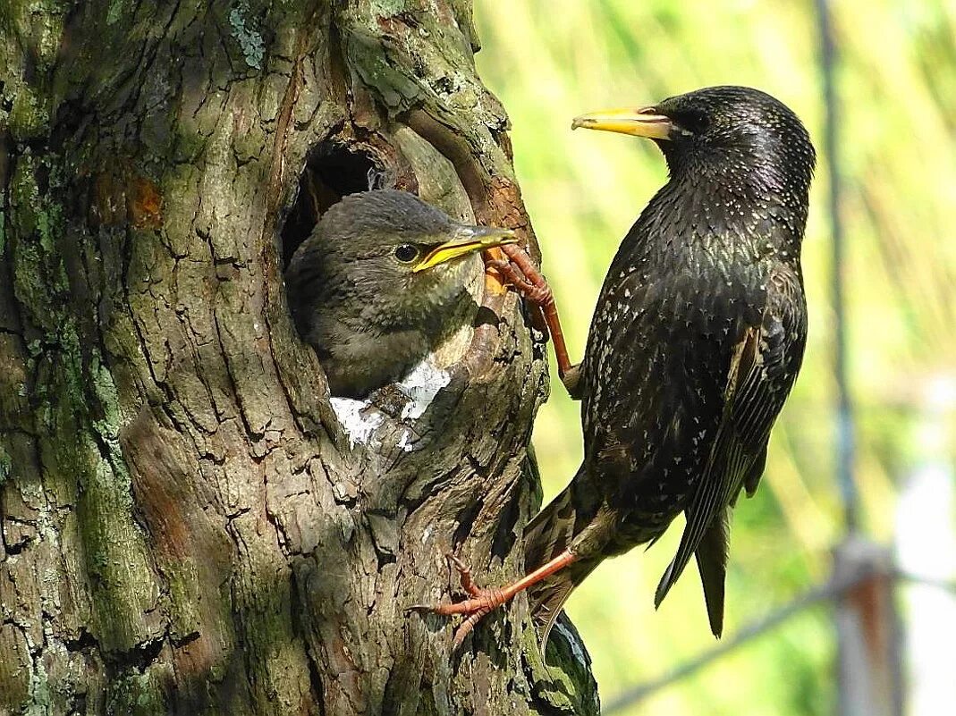 желтогрудый скворец. шпак скворец. где скворцы. обыкновенный скворец скворцов. обыкновенный скворец.