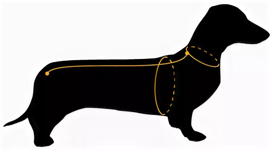 Мерки собак для одежды. Как правильно измерить обхват груди у собаки. Басенджи окружность шеи. Мерки бультерьера стандарт. Замеры собаки для шлейки.