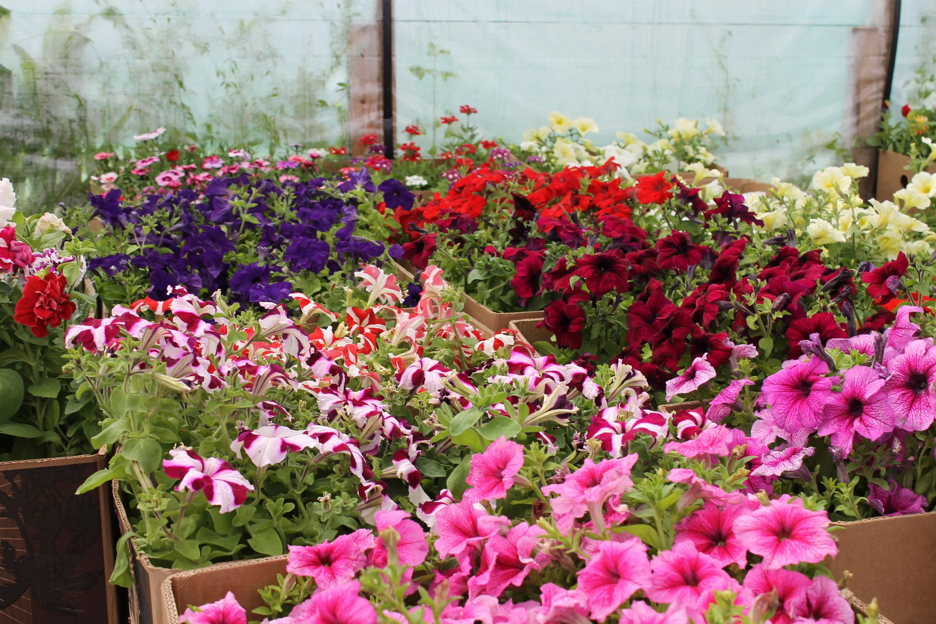 рассада цветов 2024. петунии в открытый грунт. рассада. сальвия агератум лобелия. цветы для клумбы рассада.