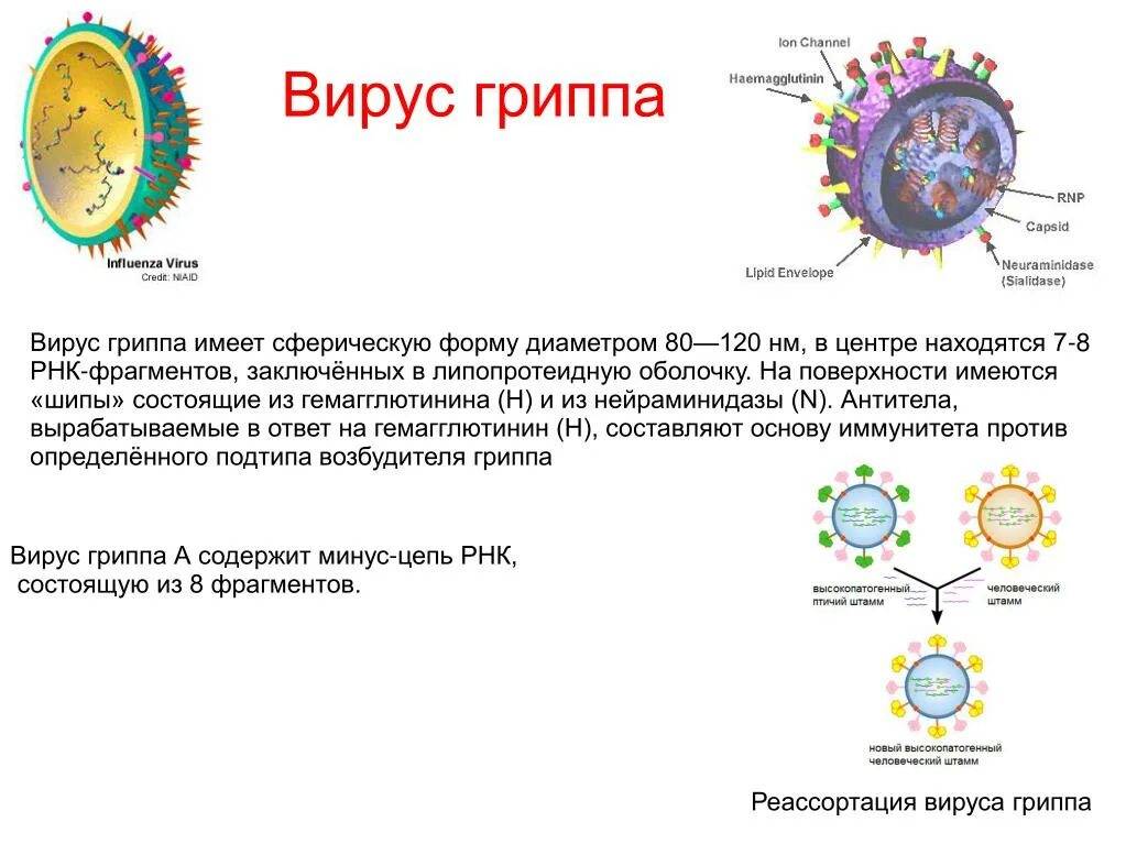 Структура вируса гриппа микробиология. Вирион вируса гриппа. Схема жизненного цикла вируса гриппа. Возбудитель гриппа строение вируса. Грипп состав