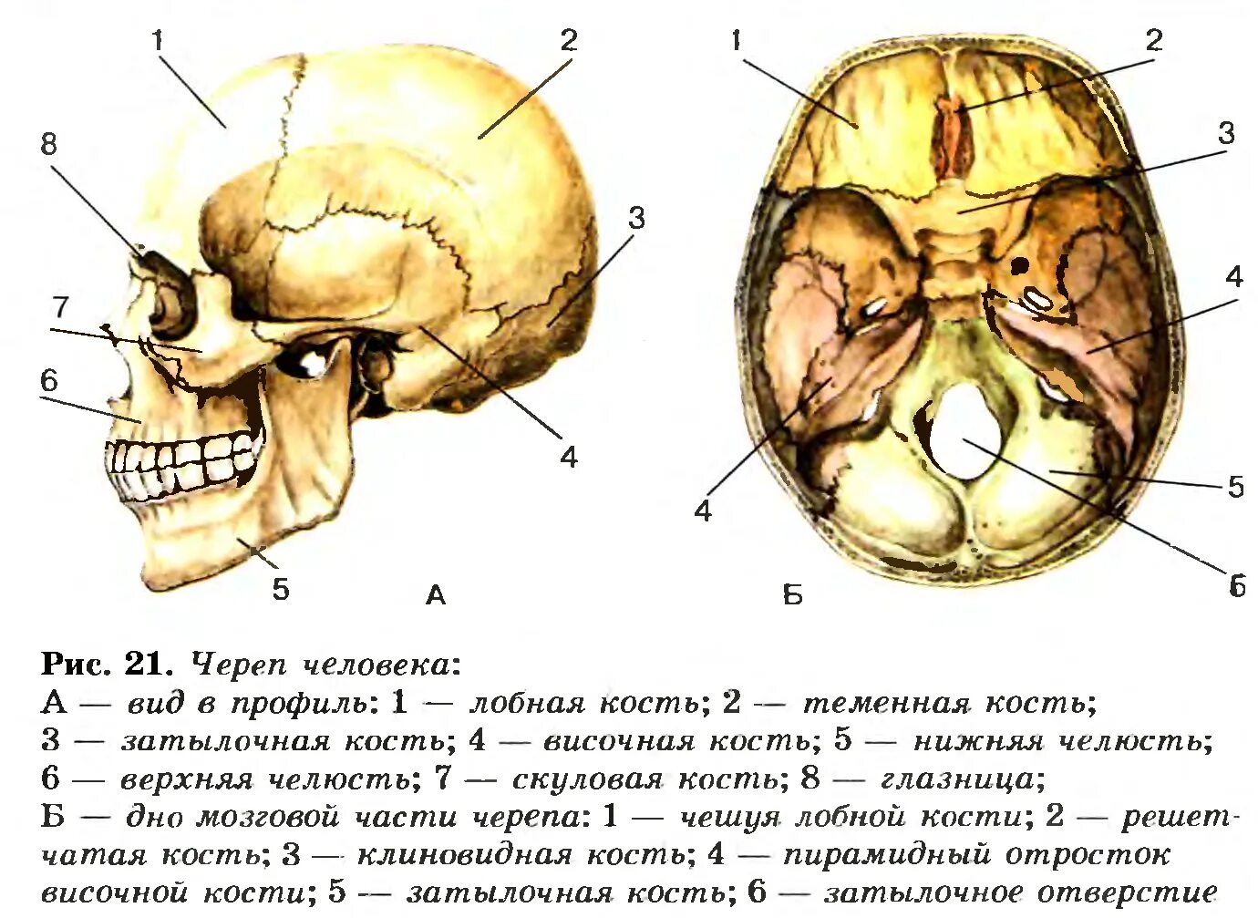 Соединение между лобной и теменной костями. Части черепа человека названия. Кости скелета черепа человека. Строение головного черепа человека. Череп человека с названием костей.
