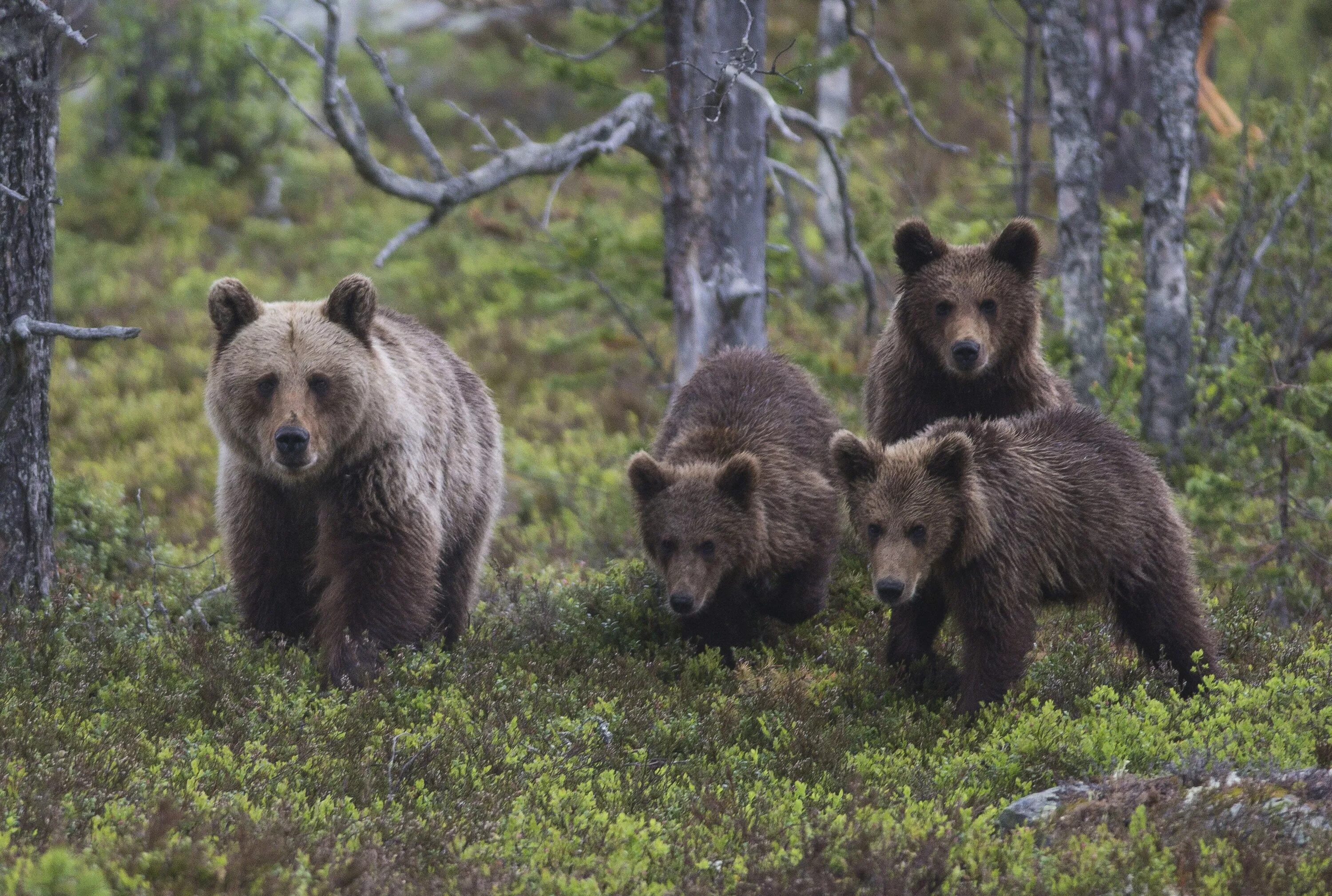 Жизнь медведей в лесу. Бурый медведь Вишерский заповедник. Место обитания бурого медведя. Бурый медведь. Бурый медведь обитание.