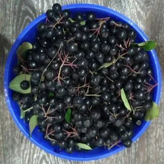 Черноплодная рябина ягоды в москве