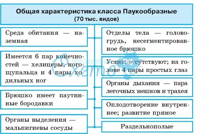 Таблица класс паукообразные 7 класс биология представители. Характеристика класса паукообразные 7 класс таблица. Класс паукообразные отряды таблица. Паукообразные представители 7 класс таблица по биологии.