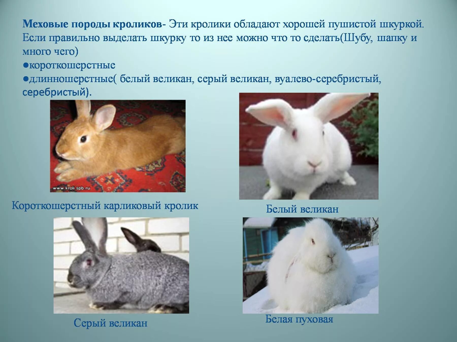 К какому отряду относится кролик. Название пород кроликов. Породы кроликов мясных пород. Породы домашних кроликов названия. Распространенные породы кроликов.
