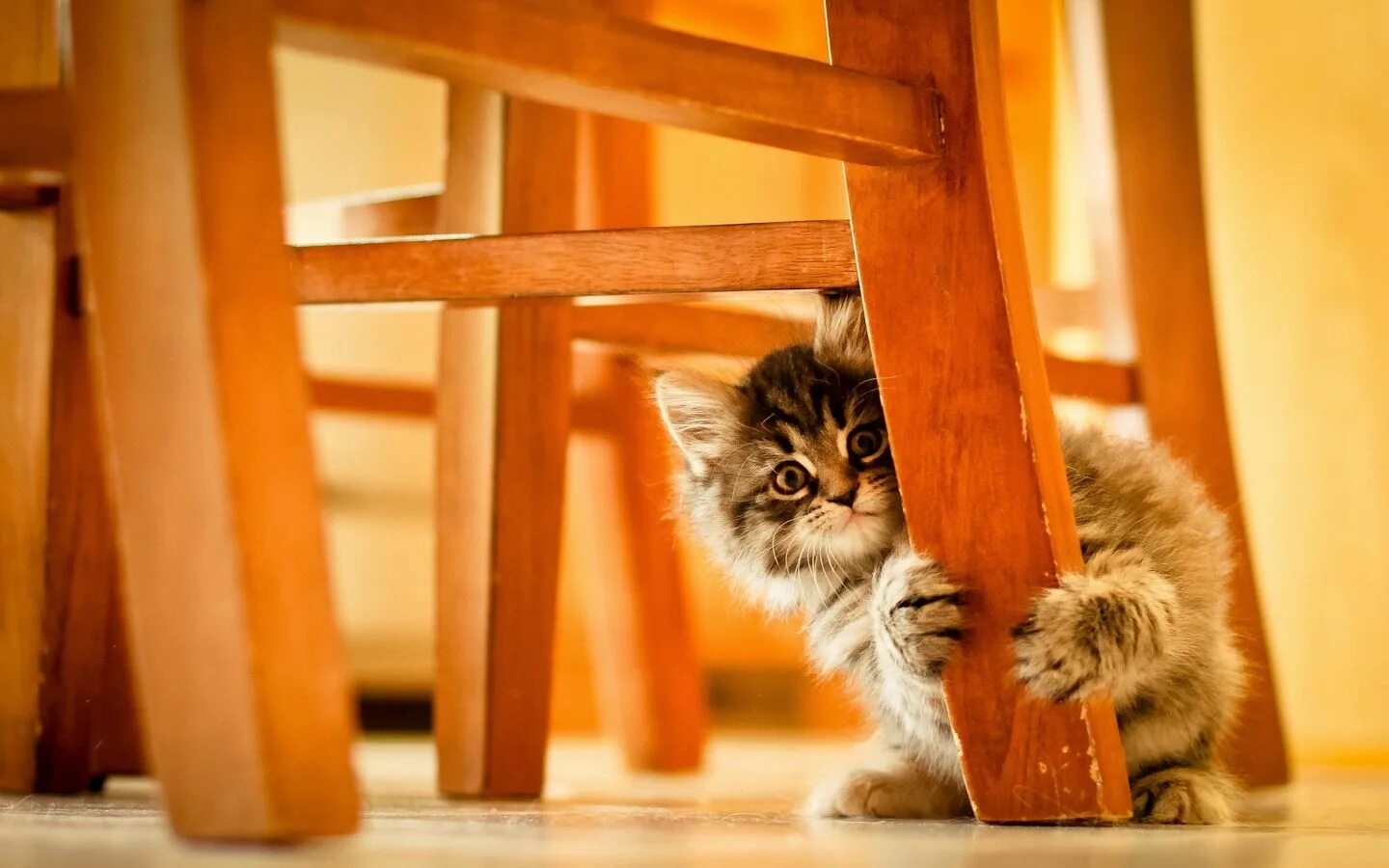 All Kitten Food Products Purina US