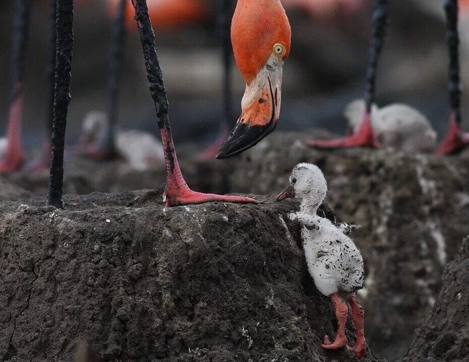 Гнездо розового фламинго. Фламинго не строят гнезд. Гнездо фламинго. Яйца розового фламинго. Гнездо фламинго.
