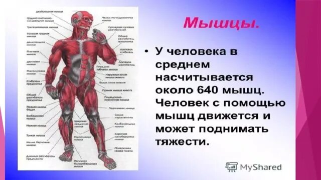 Основные группы мышц анатомия. Строение человека мышцы анатомия. Основные скелетные мышцы. Строение и функции мышц. Структура и функция мышц