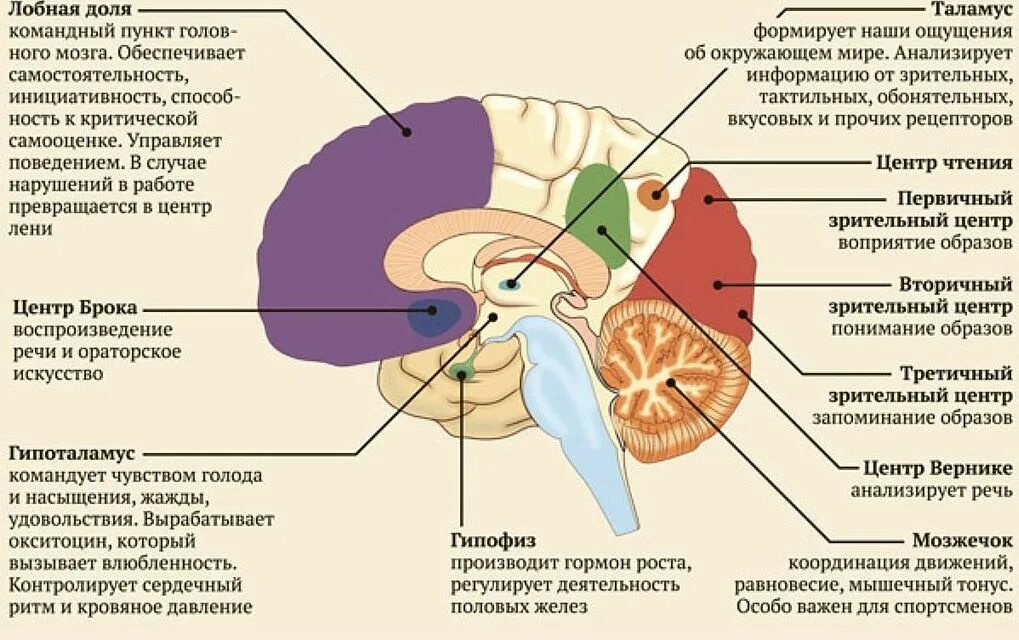 Гипоталамус и голод. Части мозга. За что отвечают части мозга. За что отвечает головной мозг. Отдел мозка отвечающие за поведение.