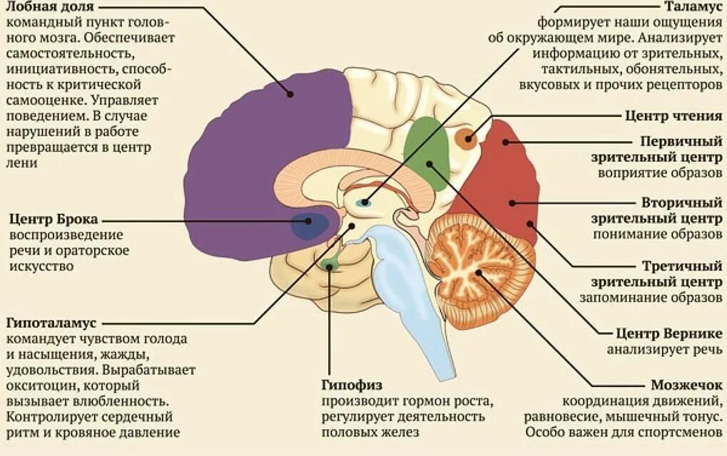 Центр чихания в мозге