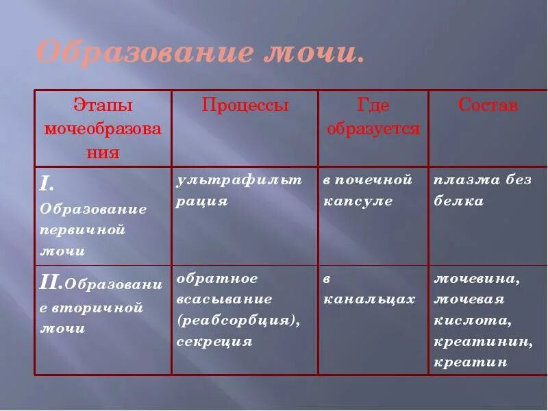 Последовательность процессов образования первичной мочи. Процесс образования мочи этапы. стадии образования мочи. фазы процесса образования мочи. этапы образования мочи схема.