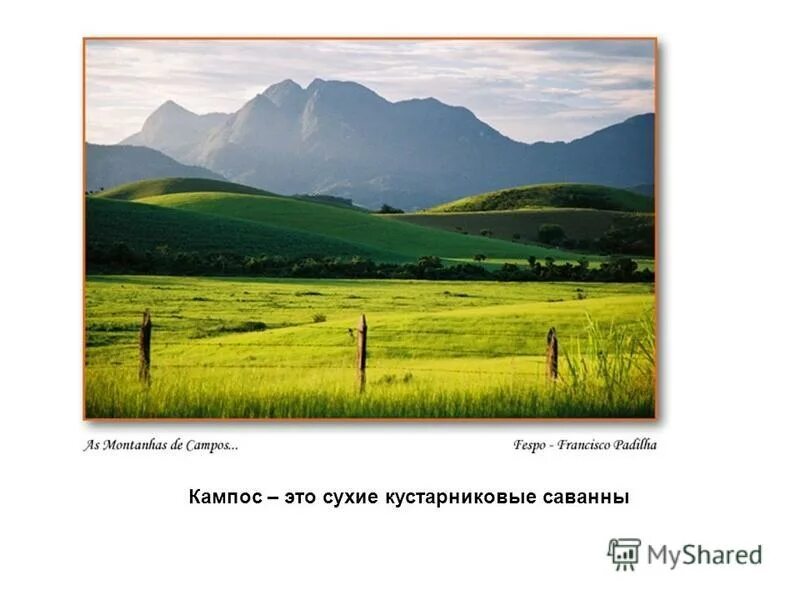 Саванна (льянос, кампос). Тип растительности кампос в южной америке. Плоскогорье кампос. Саванна льянос в южной америке. Растительный мир бразильского плоскогорья.