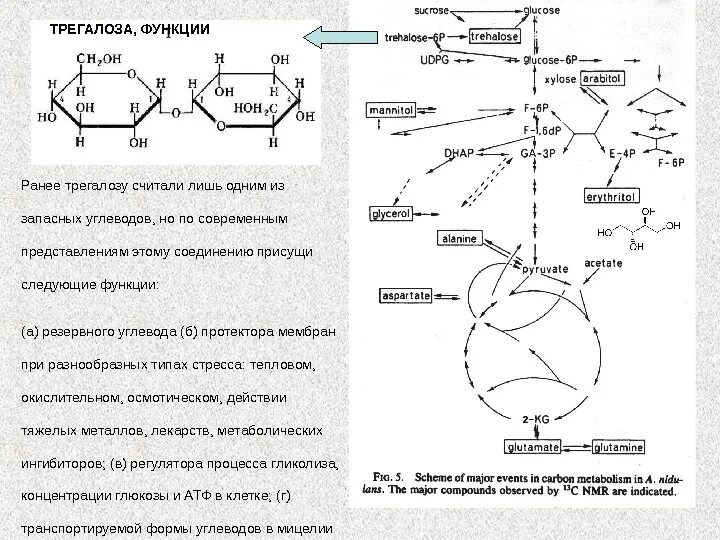 Запасным углеводом в клетках печени является. Трегалоза расщепляет связи. Трегалоза функции. Трегалоза углеводы. Трегалоза химия.