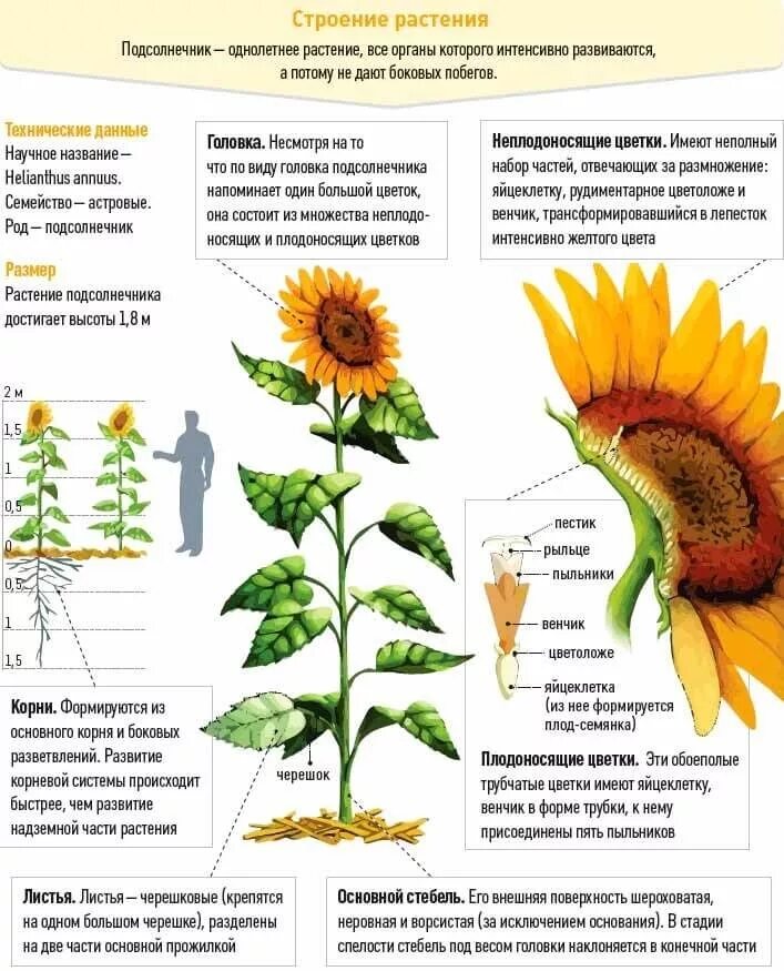 Подсолнух строение растения. Подсолнечник однолетний строение. Подсолнух однолетний описание. Биологическое строение подсолнуха. Подсолнухи разбор