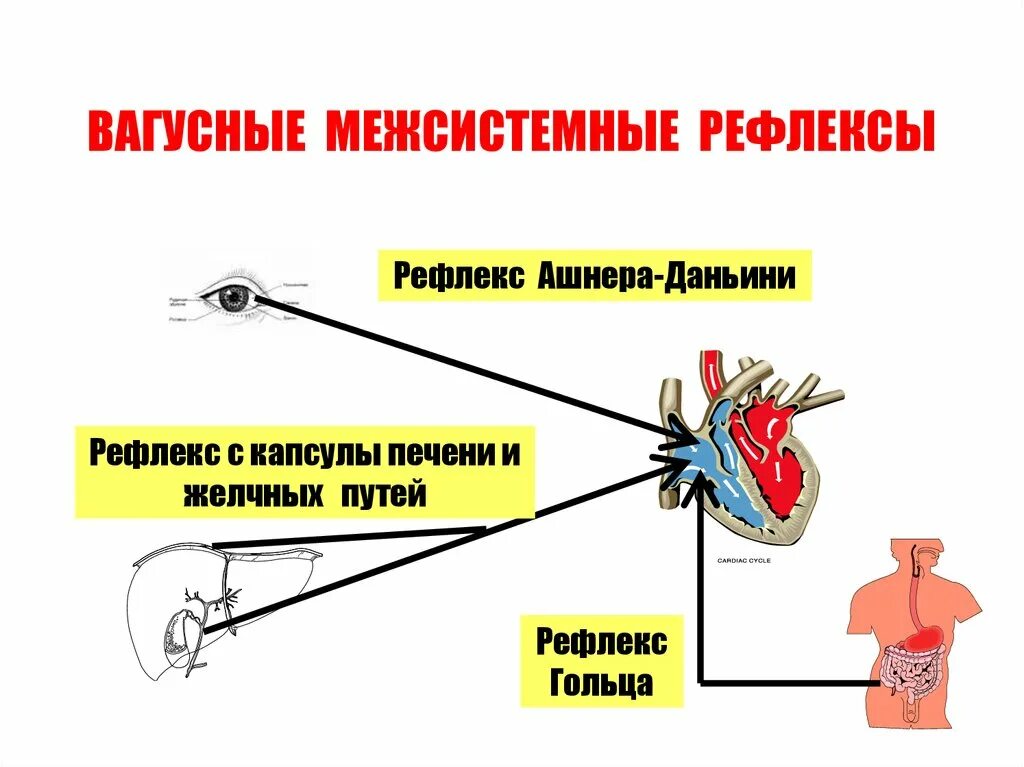 Рефлекс с капсулы печени и желчных путей. Межсистемные рефлексы. Вагусные рефлексы. Межсистемные сердечные рефлексы.