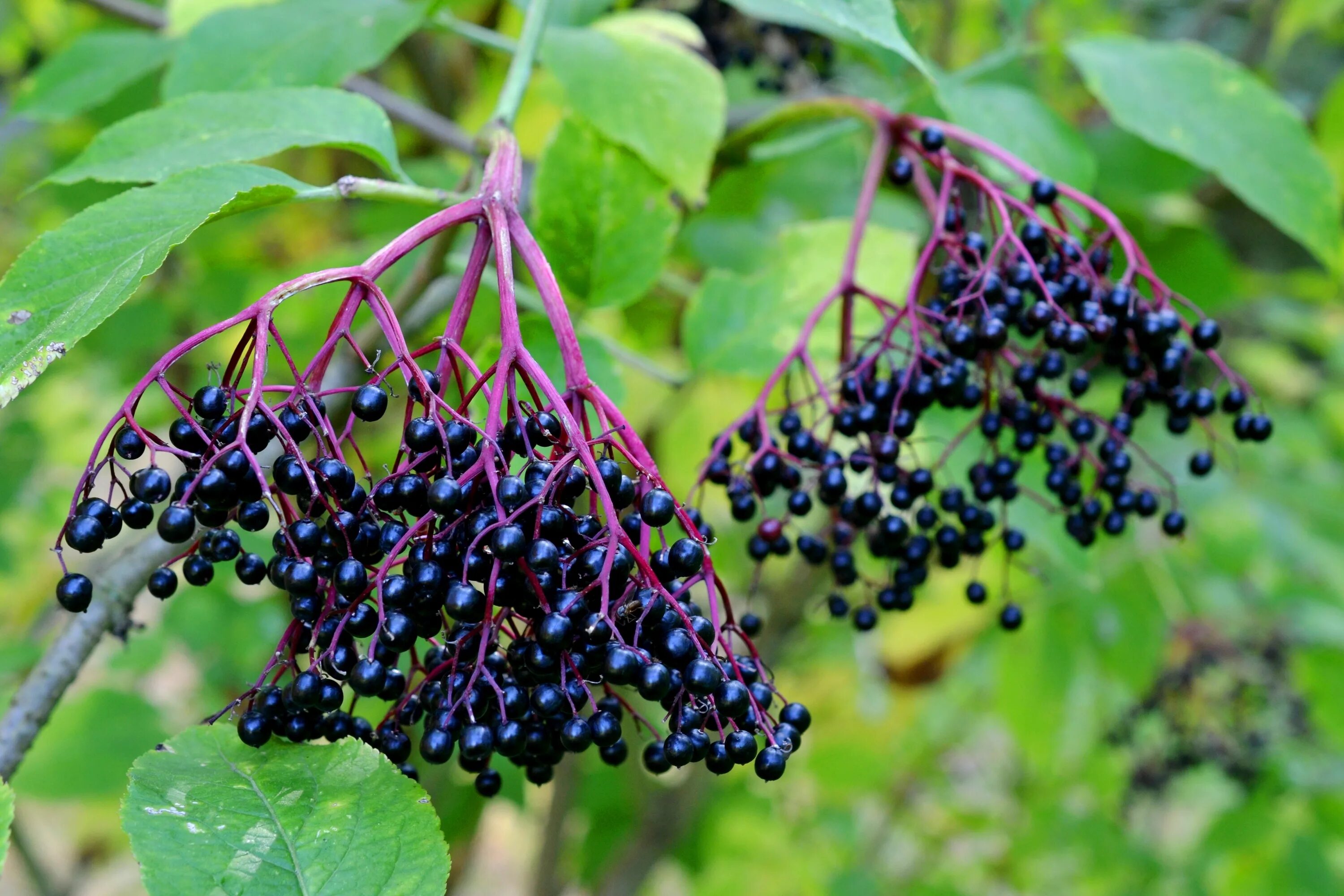 Кустарники похожие на деревья. Elderberry Бузина. Бузина черноплодная. Бузина (черная, травянистая, красная). Бузина черная дерево.