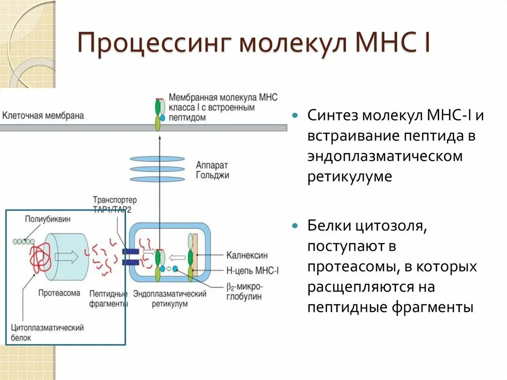 Процессинг молекул МНС. Процессинг антигенов MHC 1 встраивание пептидов в mhc1. Процессинг молекул MHC. Процессинг эндогенных антигенов. Процессинг синтез