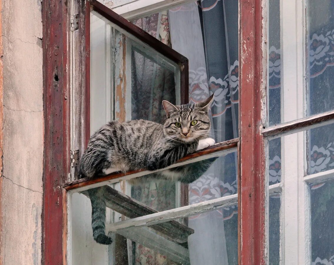 Кошка окно москва. Кот сидит на форточке. Кошка в форточке. Питерские окна. Питерское окно кот.