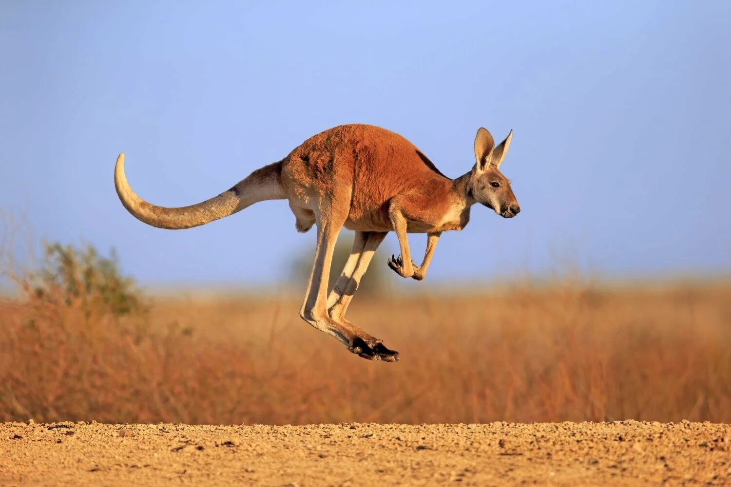 Кенгуру 2024. Кенгуру в Австралии. Рыжий кенгуру Австралии. Животные пустыни Австралии кенгуру. Сумчатые кенгуру.