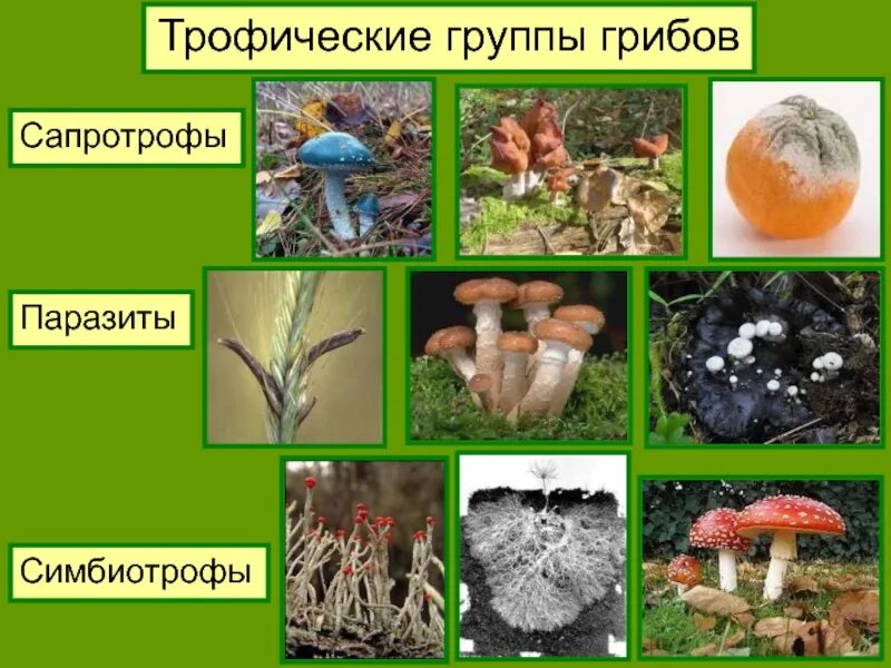 Группы грибов сапротрофы. Шляпочные грибы сапротрофы. Сапрофиты паразиты сапротрофы. Паразиты сапротрофы симбиотрофы. Какие есть группы грибов