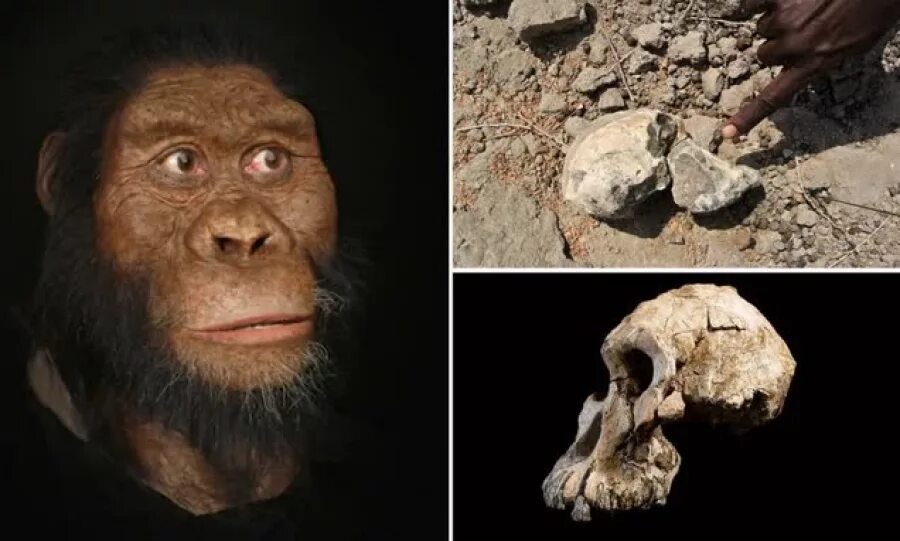 Австралопитек анамский. Австралопитек анамский Australopithecus anamensis. Анамский австралопитек череп. Австралопитек афарский реконструкция.
