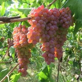 Сорт винограда кишмиш розовый