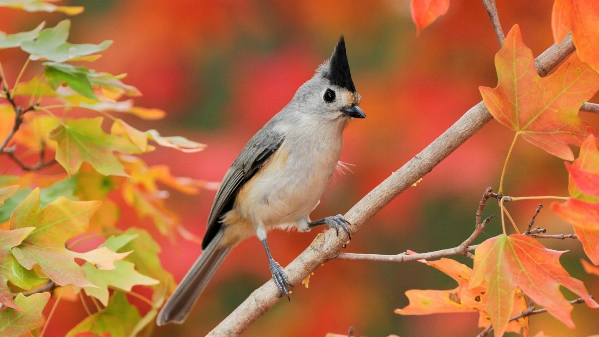 Autumn birds. Осенние птицы. Птицы осенью. Птица на осеннем фоне. Виды птиц осенью.