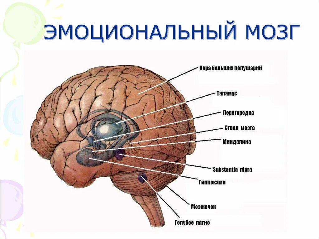 Головной мозг связан со. Лимбическая система головного мозга физиология. Эмоциональные структуры мозга. Эмоциональный центр мозга. Центр эмоций в мозге.