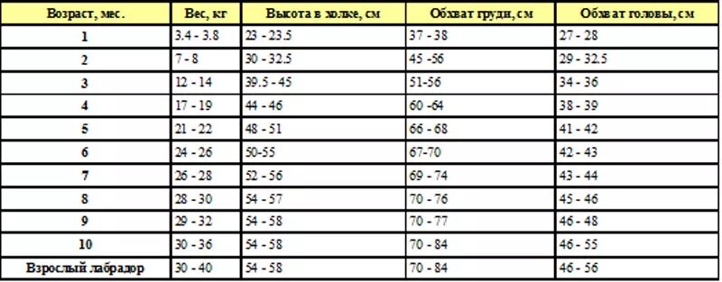 Сколько весит взрослая немецкая. Вес щенка лабрадора по месяцам таблица. Вес щенка лабрадора в 3 месяца таблица. Лабрадор щенок 2 месяца рост и вес таблица. Таблица веса и роста лабрадора по месяцам.