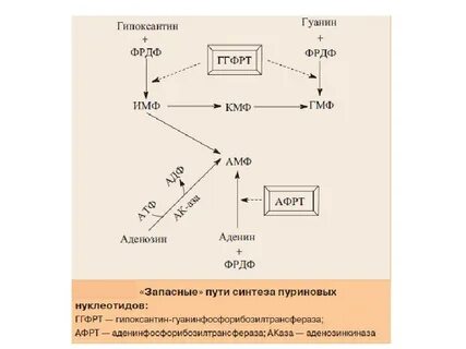 Пути синтеза пуриновых нуклеотидов