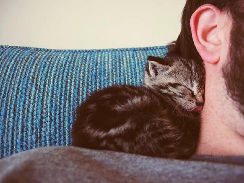 Кот больше страсти. Кот обнимает. котенок уткнулся. парень лежит с котом. кот спит на плече.